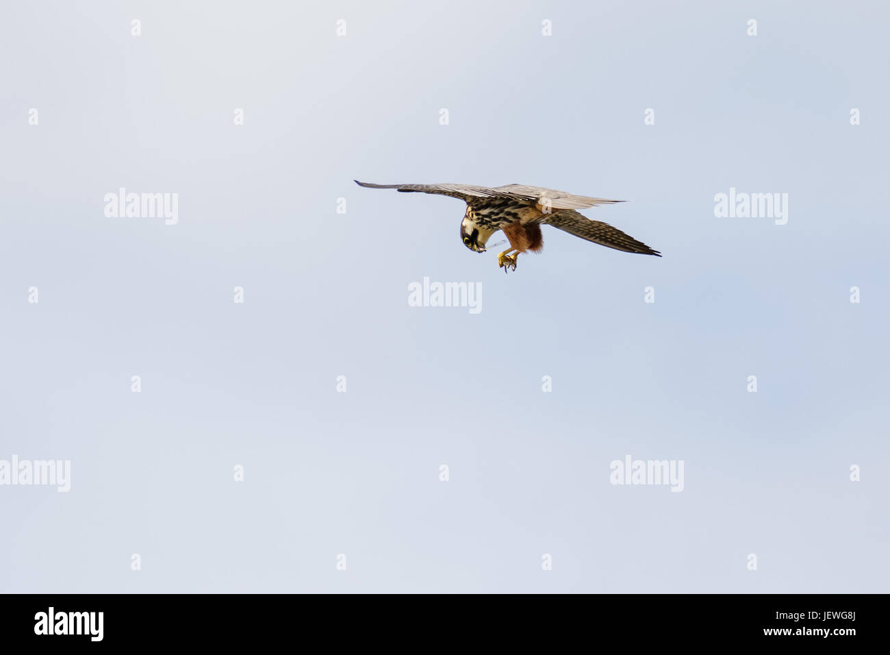 Hobby falcon (Falco subbuteo) dismembering eating feeding on chaser dragonfly on-the-wing flying against light cloudy sky Stock Photo