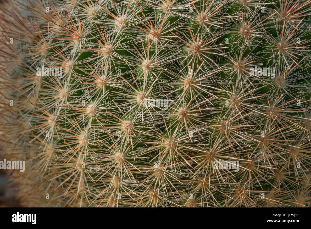 Cactus with spines Stock Photo