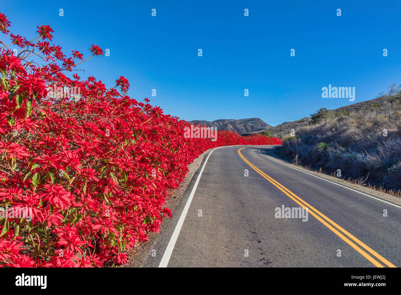 Flowers along road side hires stock photography and images Alamy