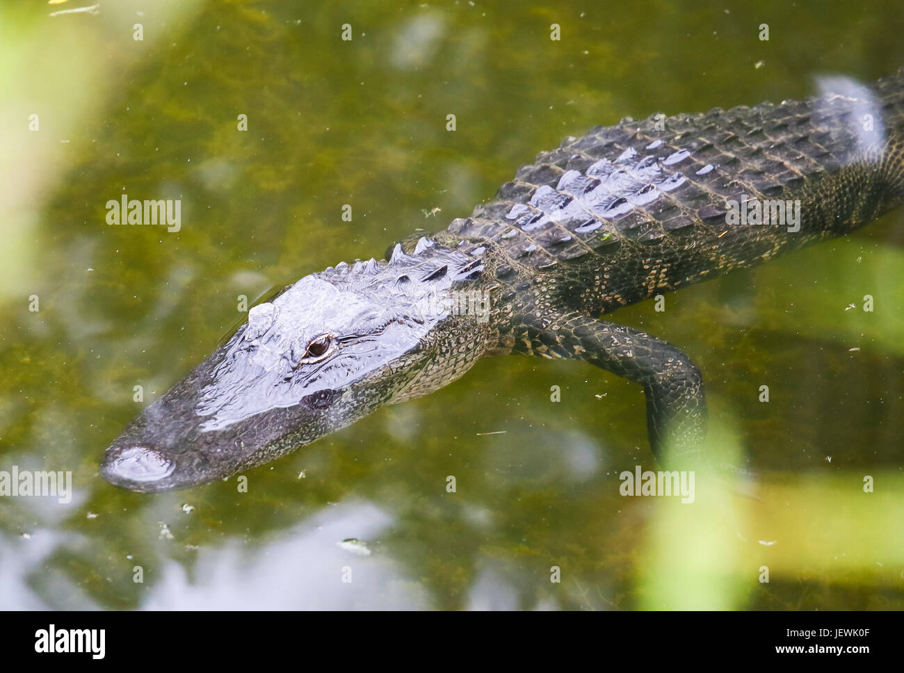 Alligator Floating in the Water Stock Photo