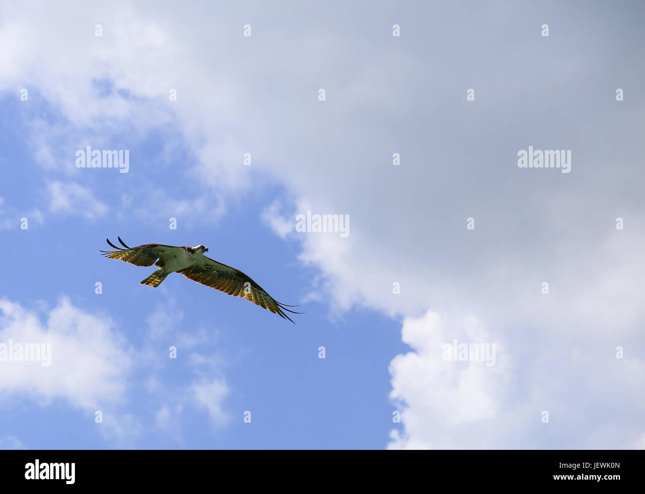 Ocean osprey hires stock photography and images Alamy