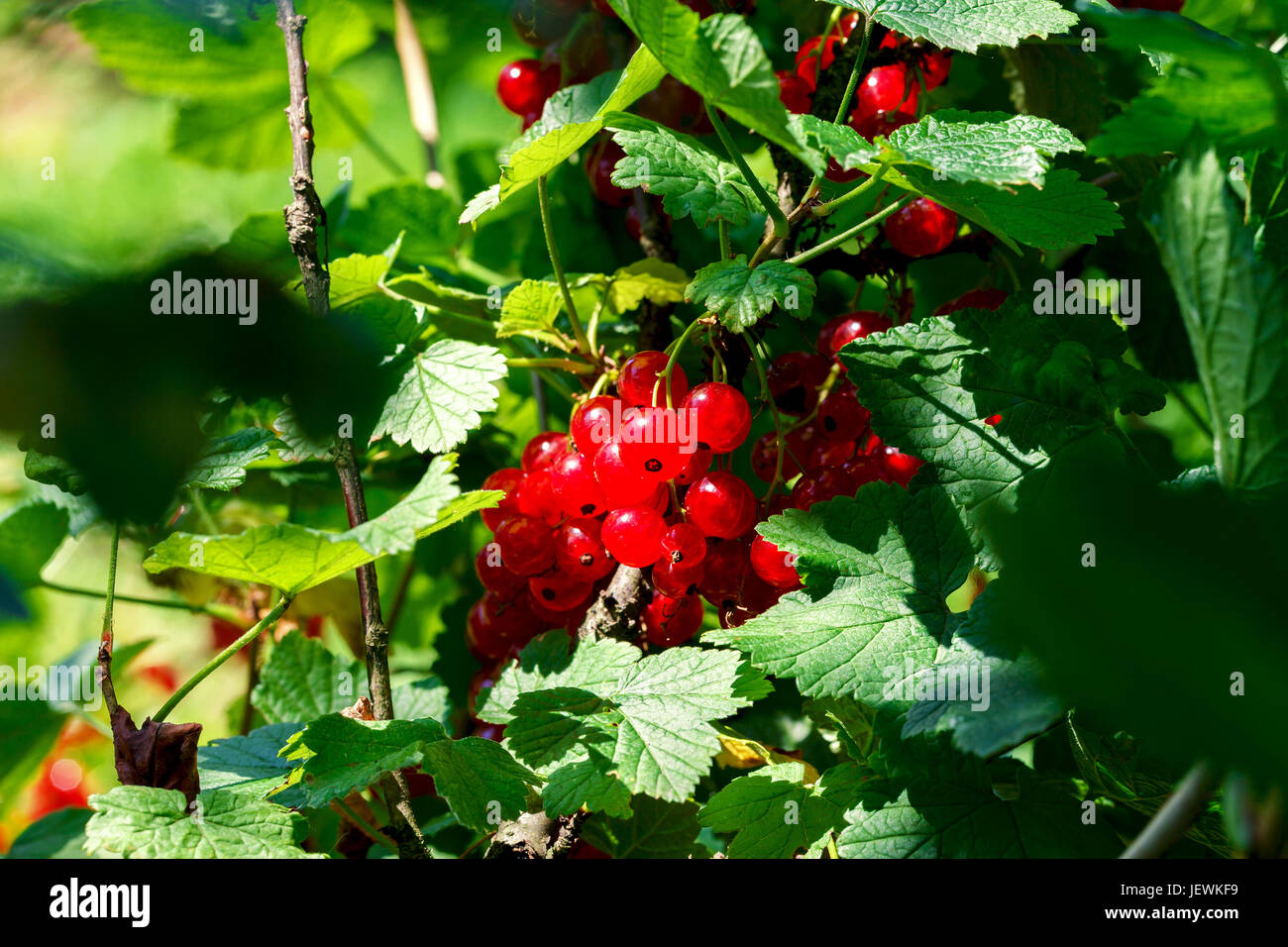 Fruits of red currants on the bushes in the garden. Stock Photo