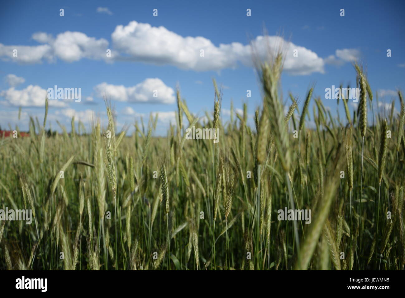 Green field of wheat against blue sky with white clouds Stock Photo - Alamy