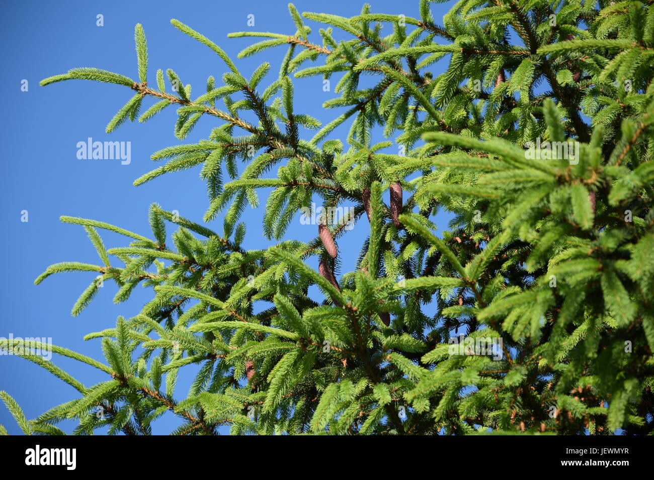 Fresh Norway Spruce or Picea abies with cones in closeup Stock Photo