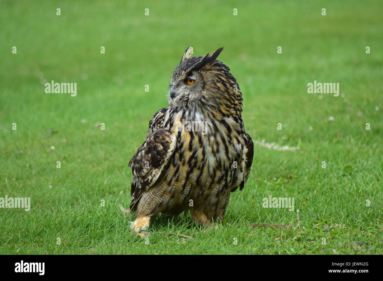 Eagle Owl Scottish Deer Centre, Cupar, Bow of Fife, Scotland Stock