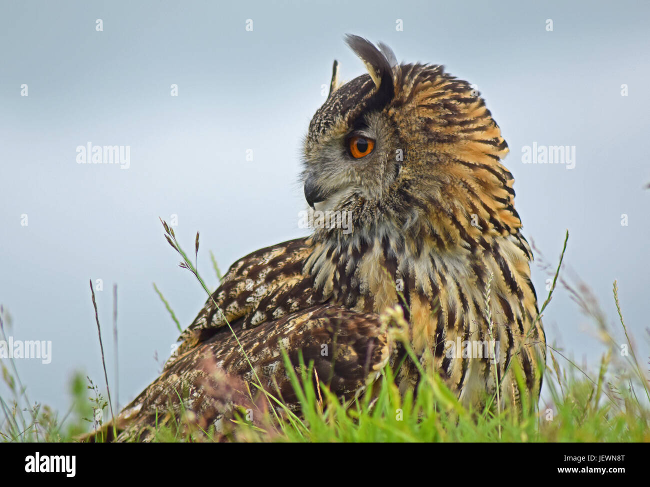 Eagle Owl Scottish Deer Centre, Cupar, Bow of Fife, Scotland Stock