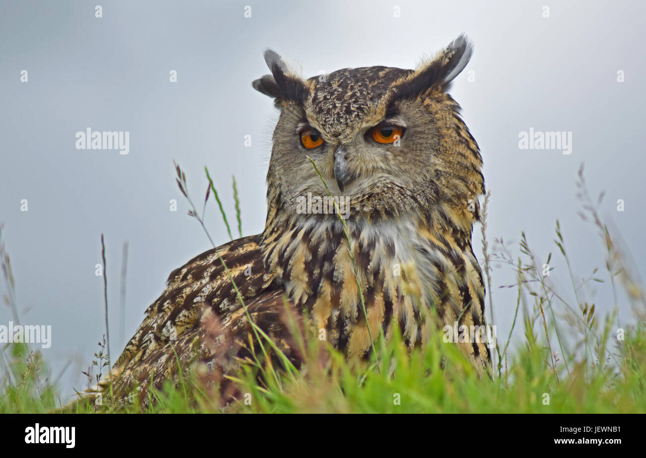 Eagle Owl Scottish Deer Centre, Cupar, Bow of Fife, Scotland Stock