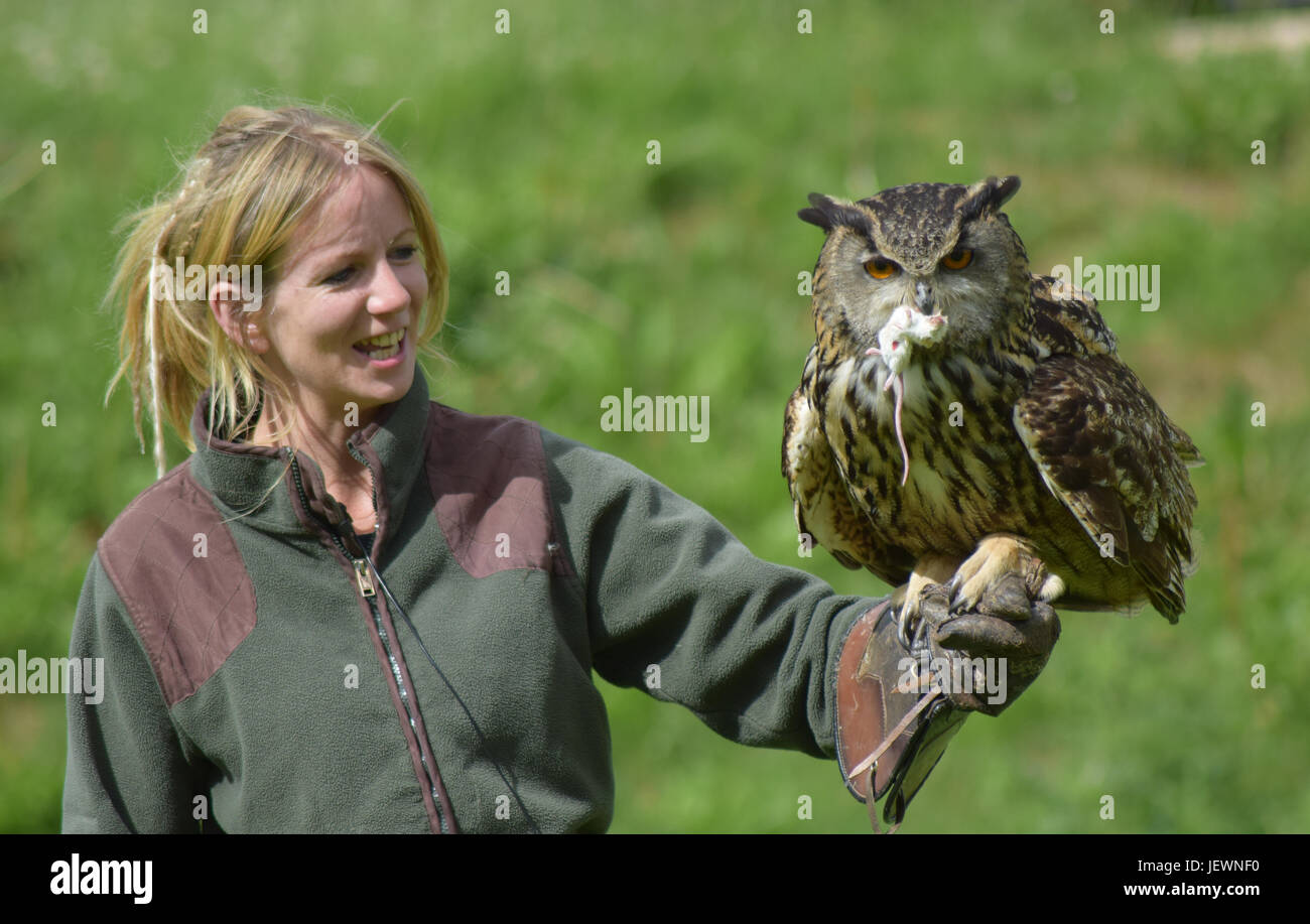 Eagle Owl, Falconry Display - Scottish Deer Centre, Cupar, Bow of Fife, Scotland Stock Photo