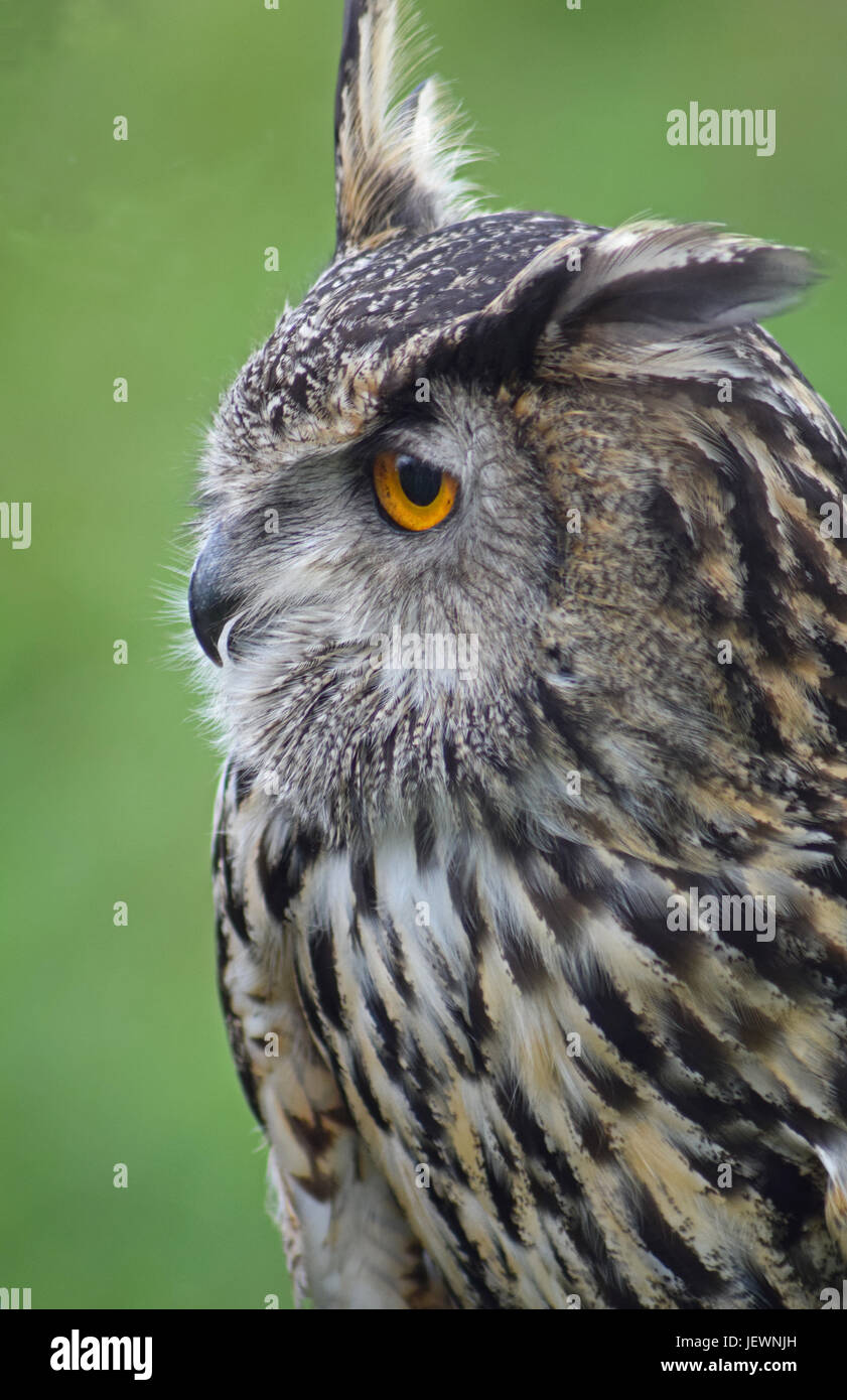 Eagle Owl Scottish Deer Centre, Cupar, Bow of Fife, Scotland Stock