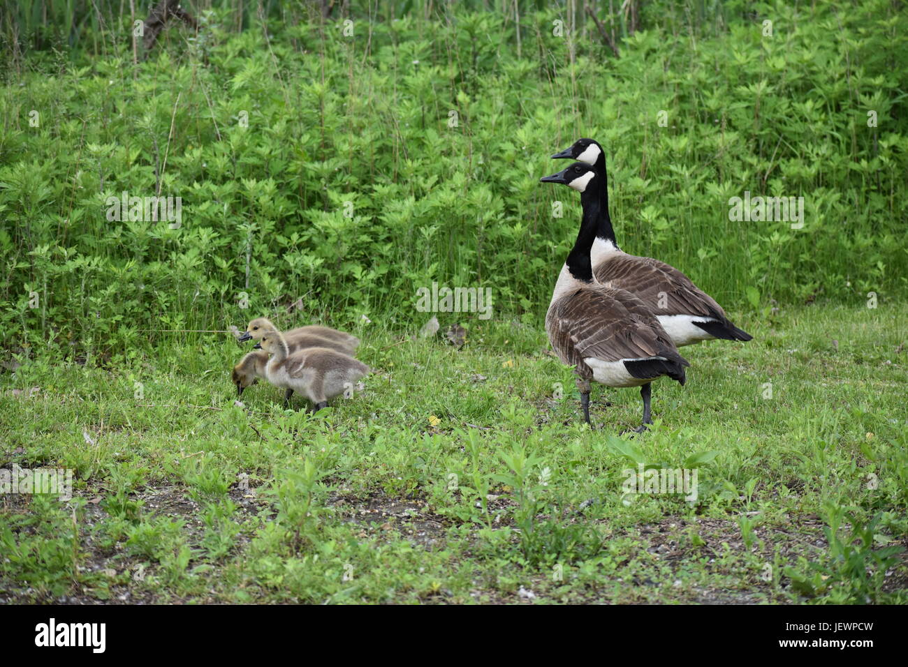 Gossling hi-res stock photography and images - Alamy