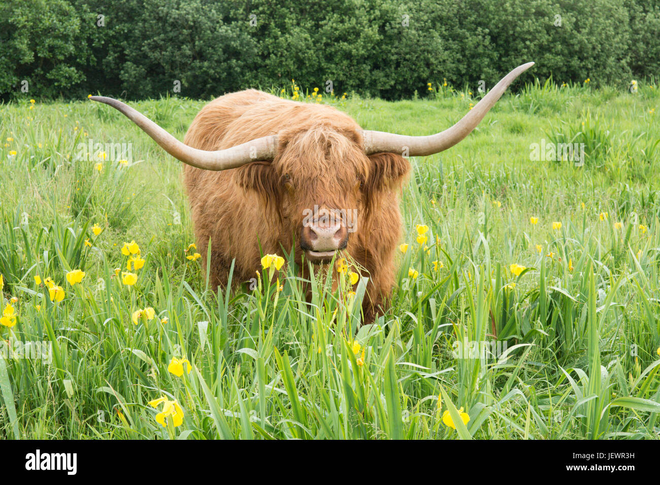 Highland Cattle Norfolk Uk June In Flag Iris Meadow Wetland In Stock Photo Alamy
