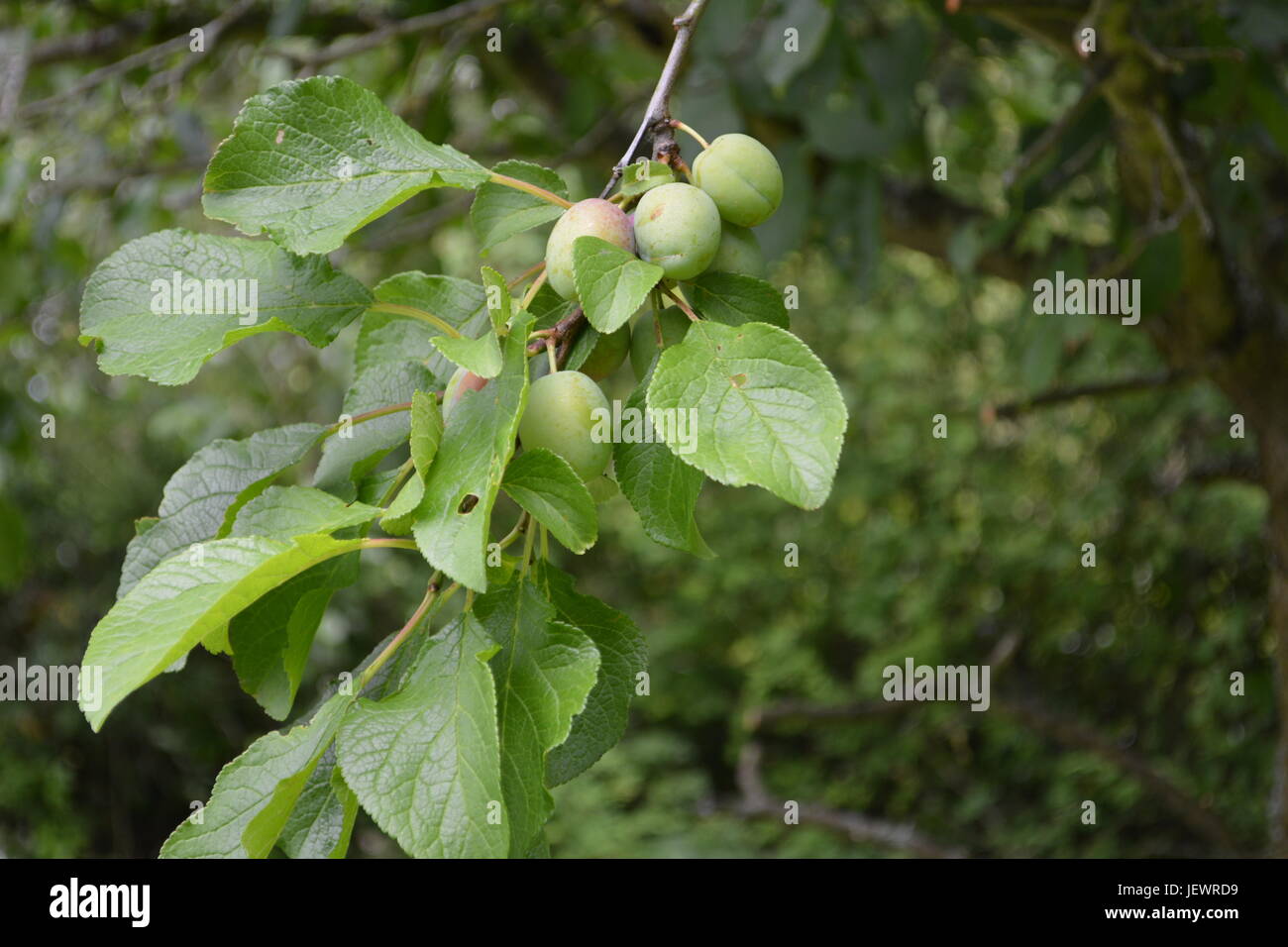 Victoria plums growing in a bunch on tree re fruit trees summer fruit common fruit English garden setting with out of focus trees and bushes England Stock Photo