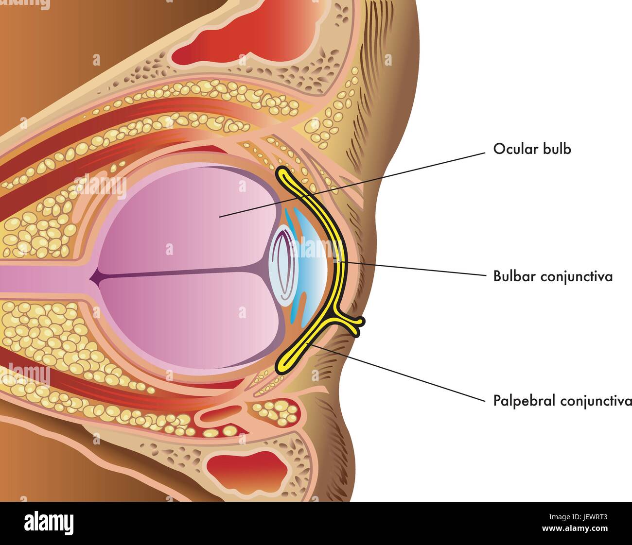Conjunctival Sac High Resolution Stock Photography and Images - Alamy