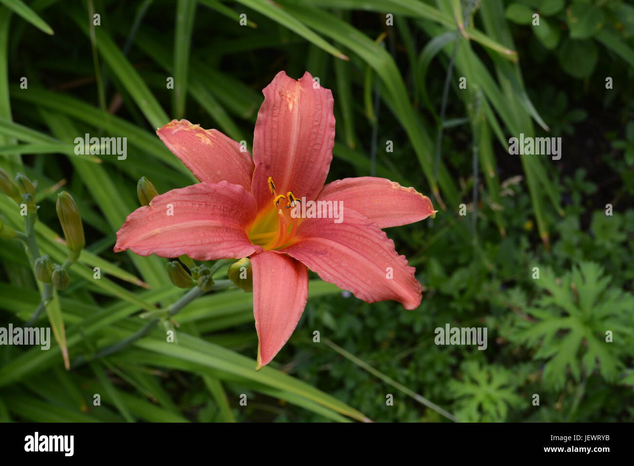 6 petal flower hi-res stock photography and images - Alamy