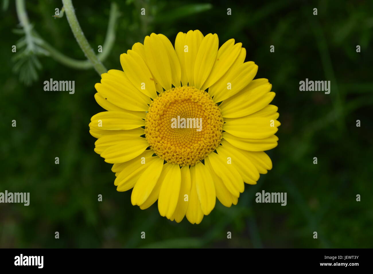 close up of single yellow flower daisy bloom petals representing purity innocence childhood and cleanliness with out of focus green background Stock Photo