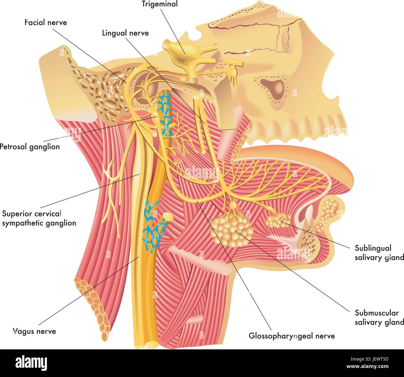 neck, throat, larynx, head, glossoraringeo nerve, trigeminal, facial nerve, Stock Vector