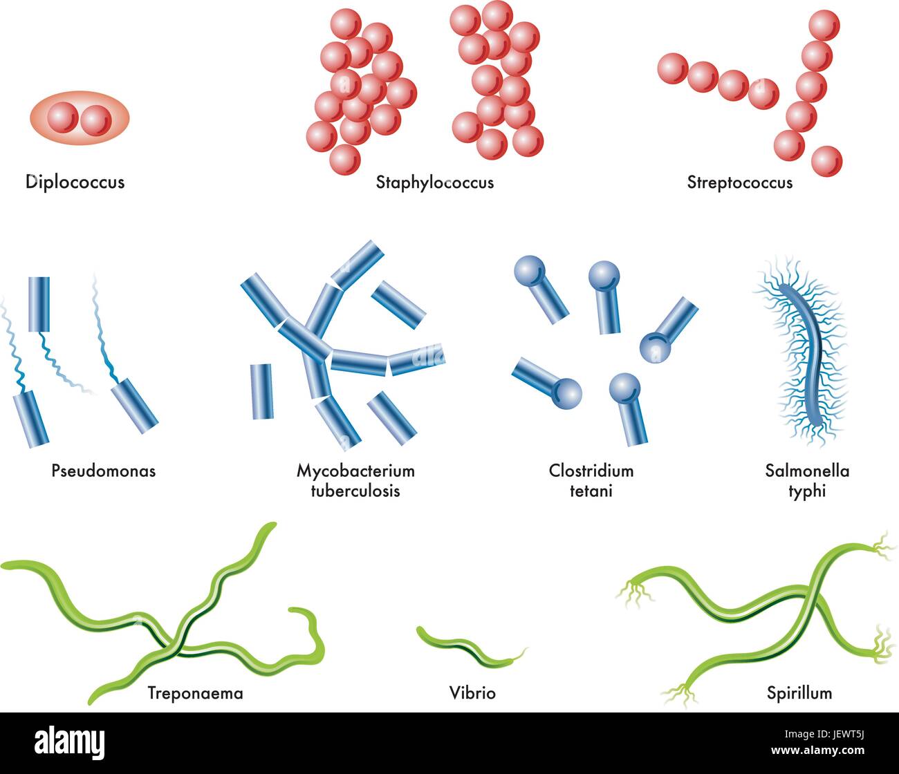 diplococcus bacteria