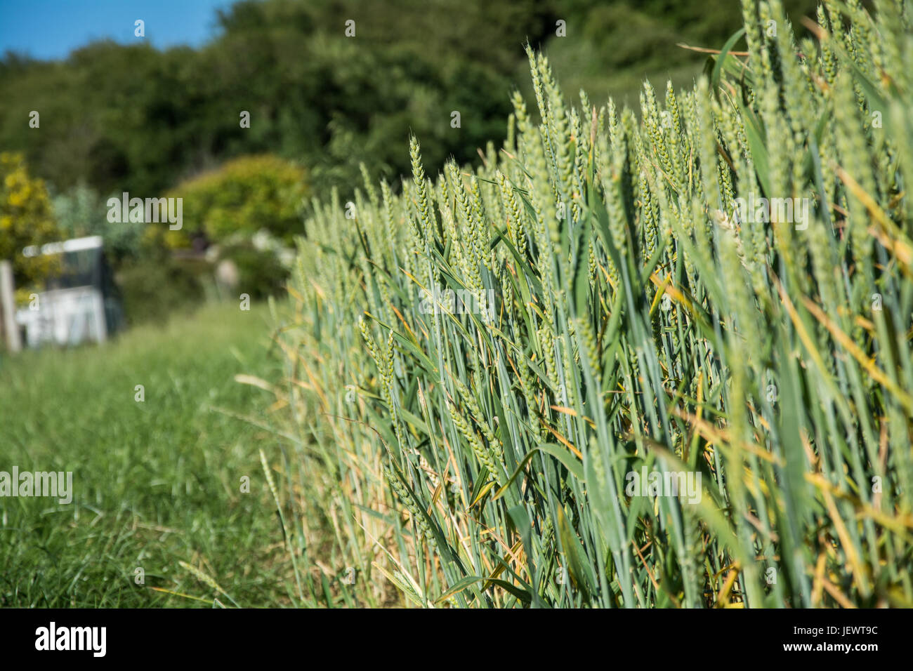Magnesium deficiency hires stock photography and images Alamy
