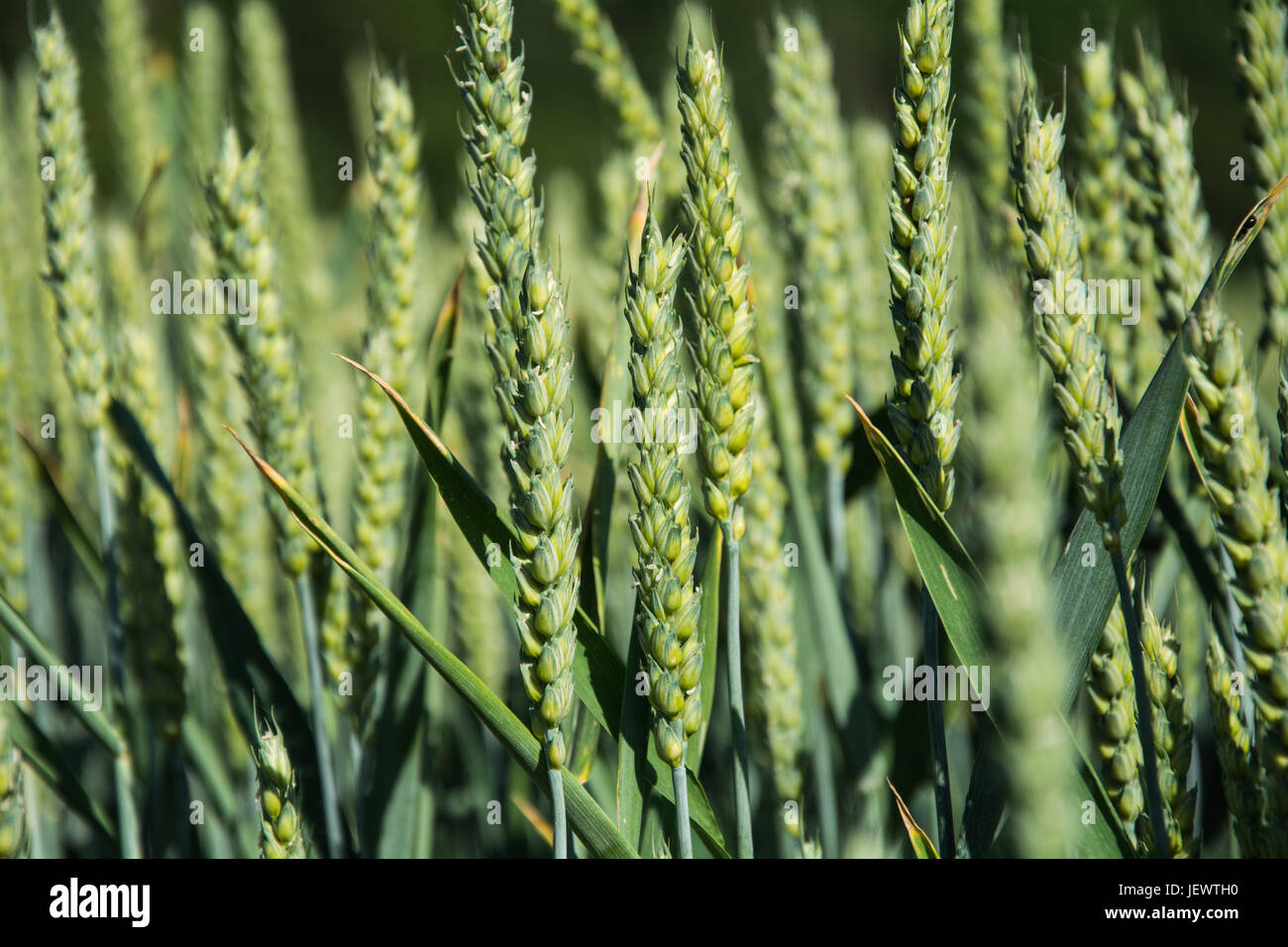 Magnesium deficiency hires stock photography and images Alamy