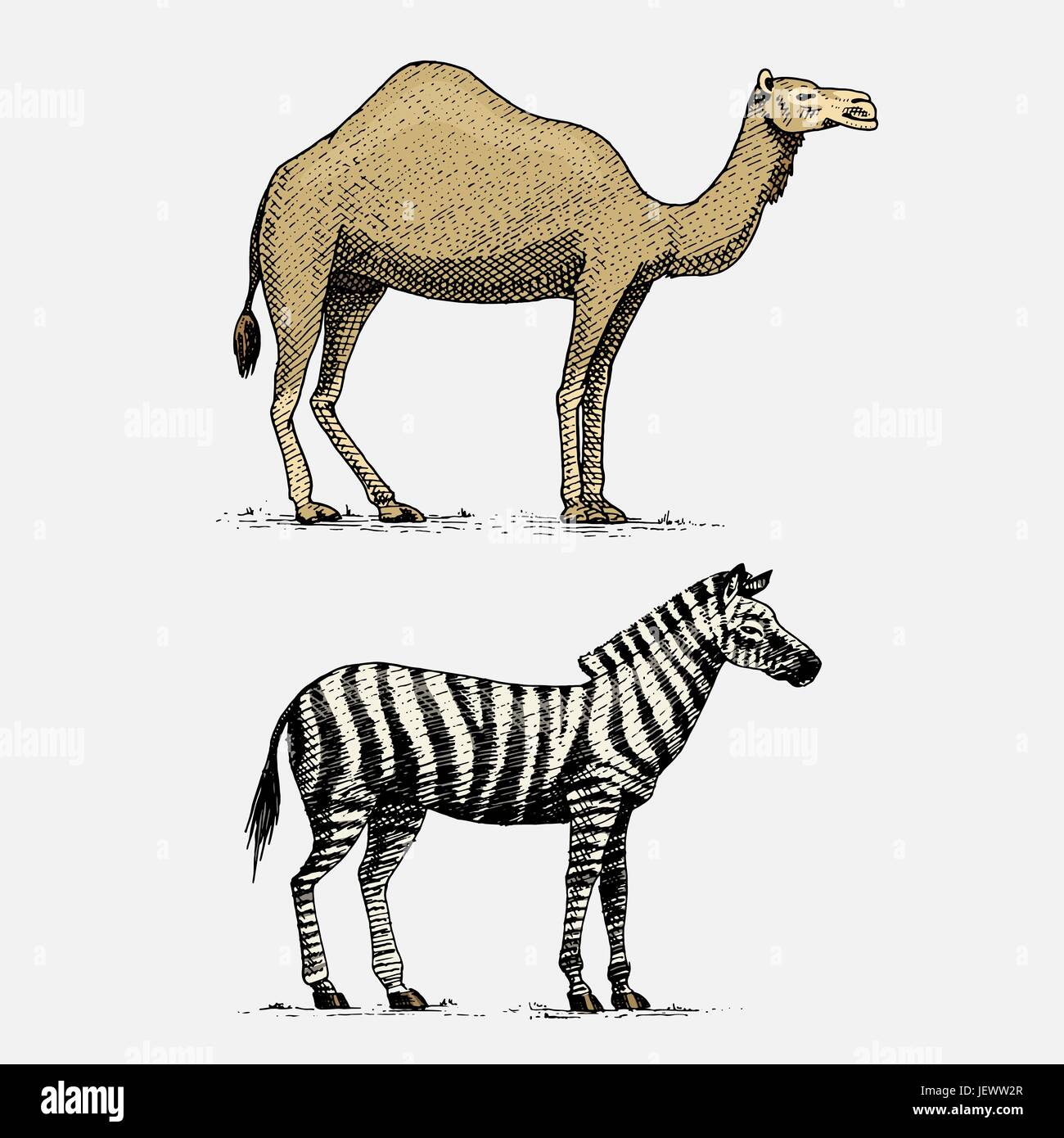 camel and zebra hand drawn, engraved wild animals in vintage or retro  style, african zoology set Stock Vector Image & Art - Alamy