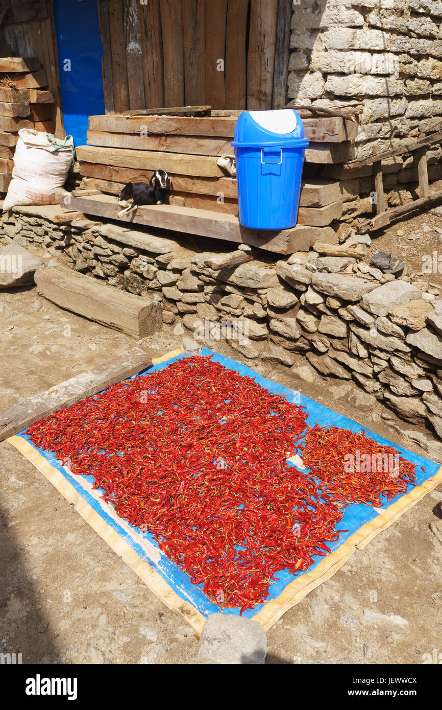 Red hot chili peppers drying in the sun in a Nepalese village. Stock Photo
