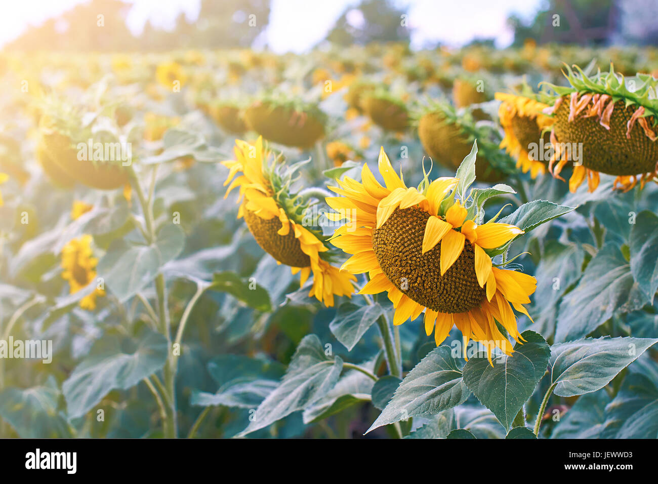 Sunflowers in the field Stock Photo - Alamy