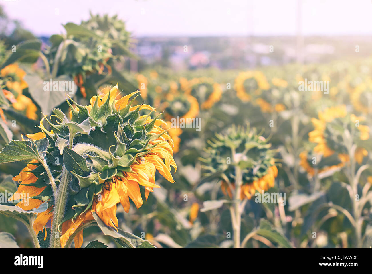 Sunflowers in the field Stock Photo - Alamy