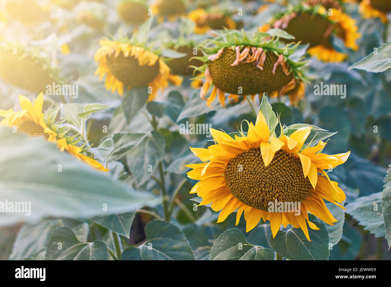 Sunflowers in the field Stock Photo - Alamy