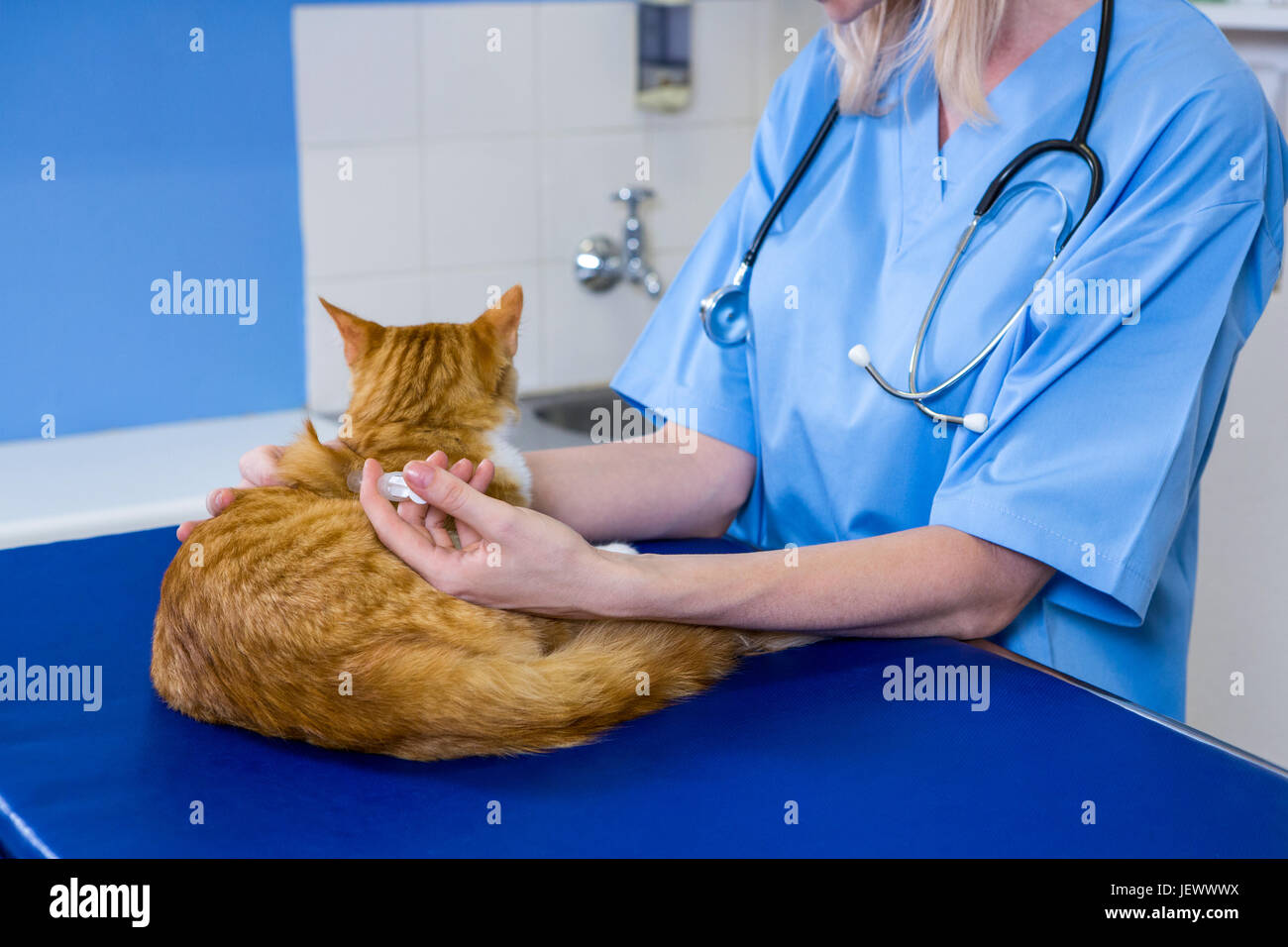 A woman vet putting down a cat Stock Photo Alamy