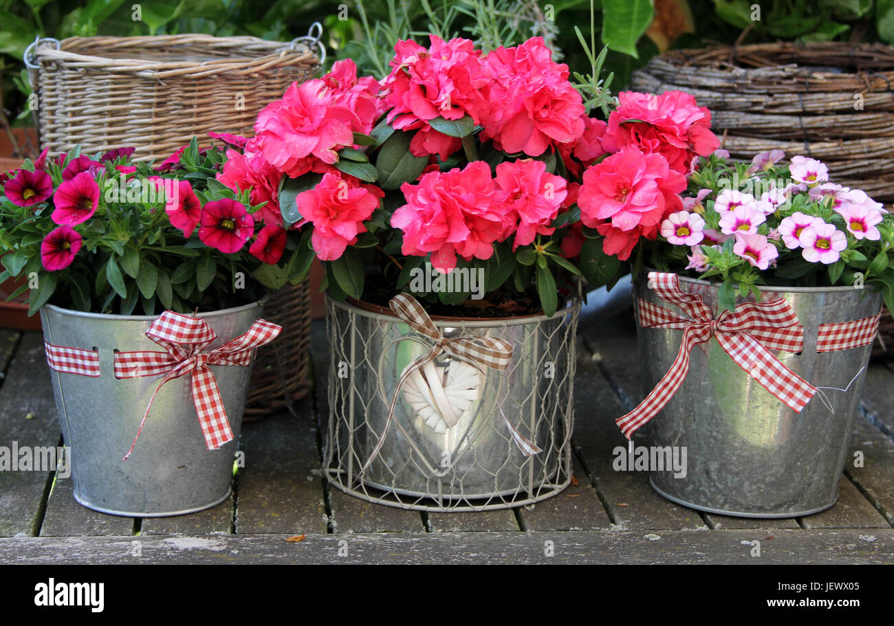 Blumentisch mit Azalee und Petunien Stock Photo