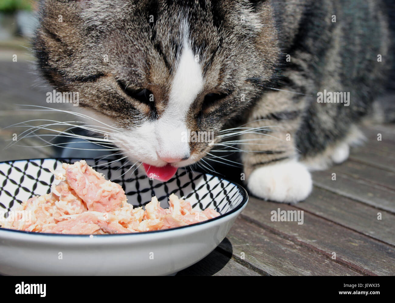 Katzen frisst frisches Katzenfutter Stock Photo