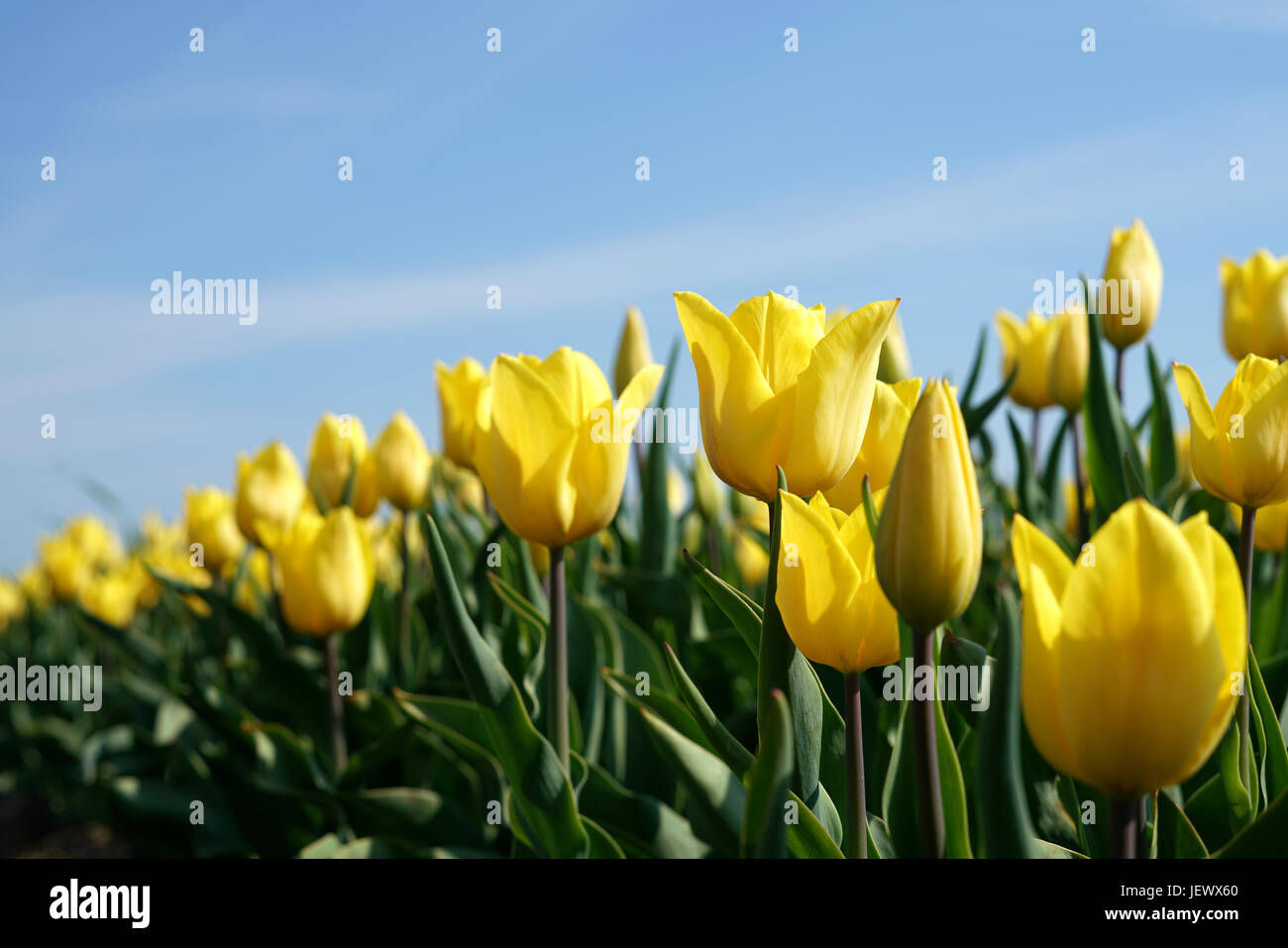 flowering tulips in a field Stock Photo