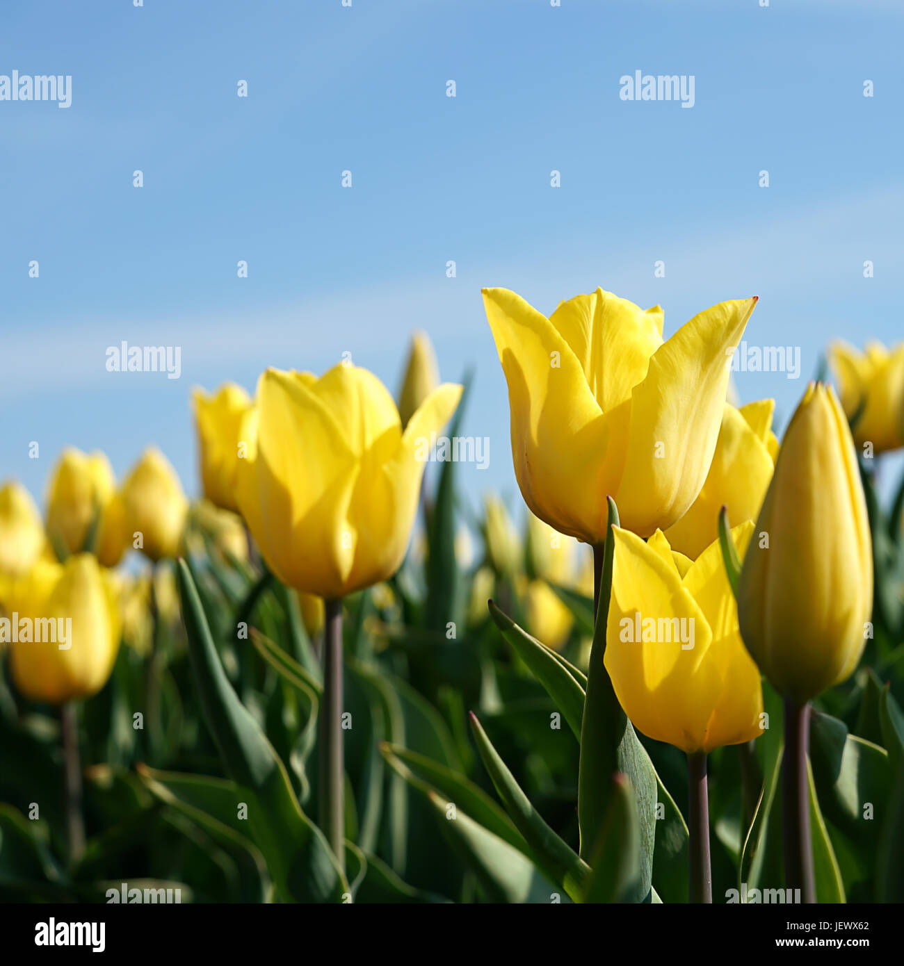 flowering tulips in a field Stock Photo