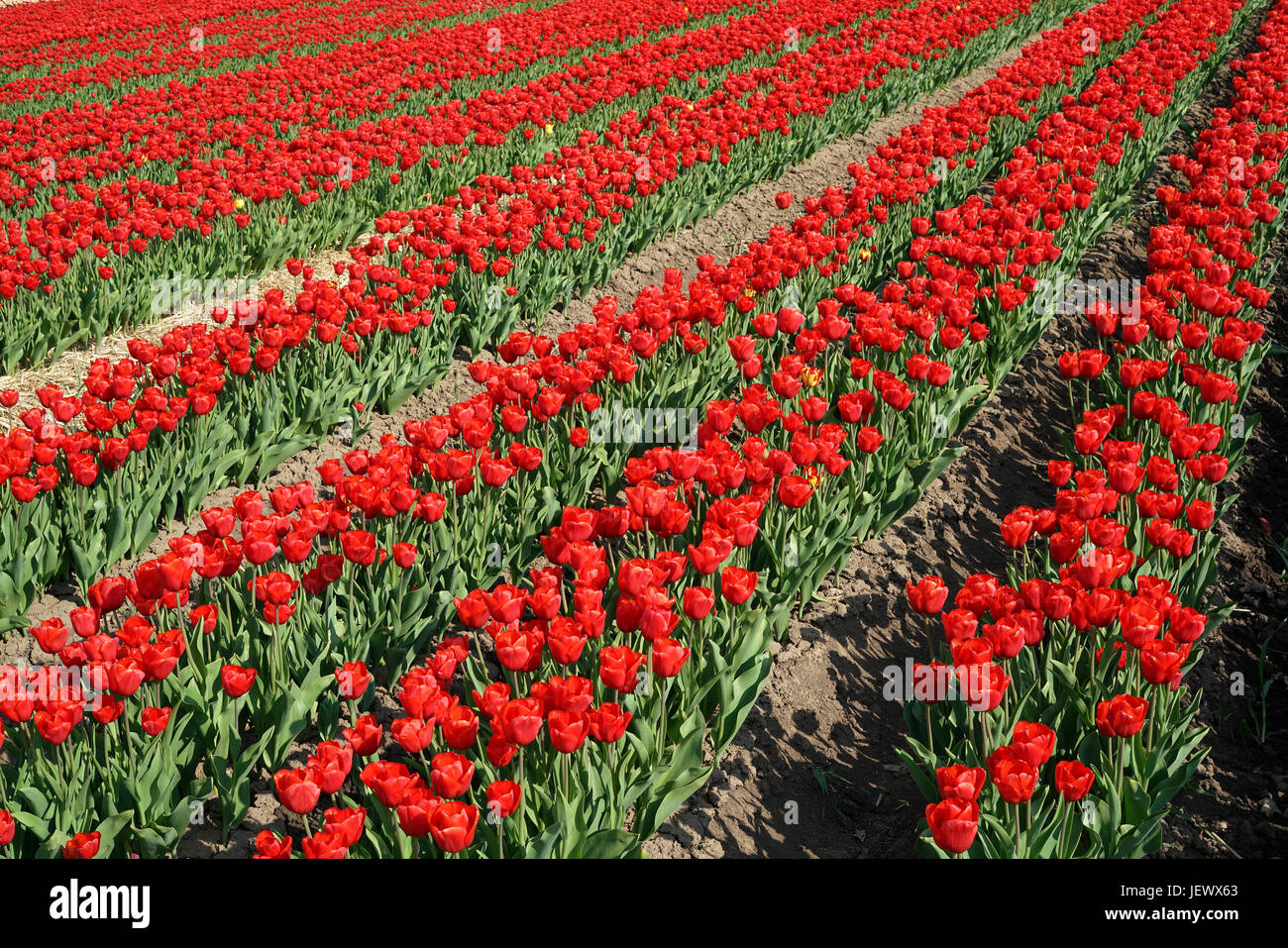 flowering red tulips in a field Stock Photo