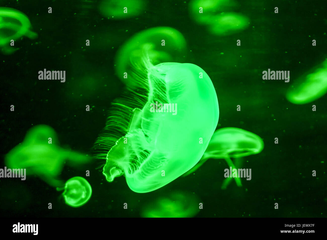 Jellyfish Dangerous Poisonous Medusa Stock Photo Alamy