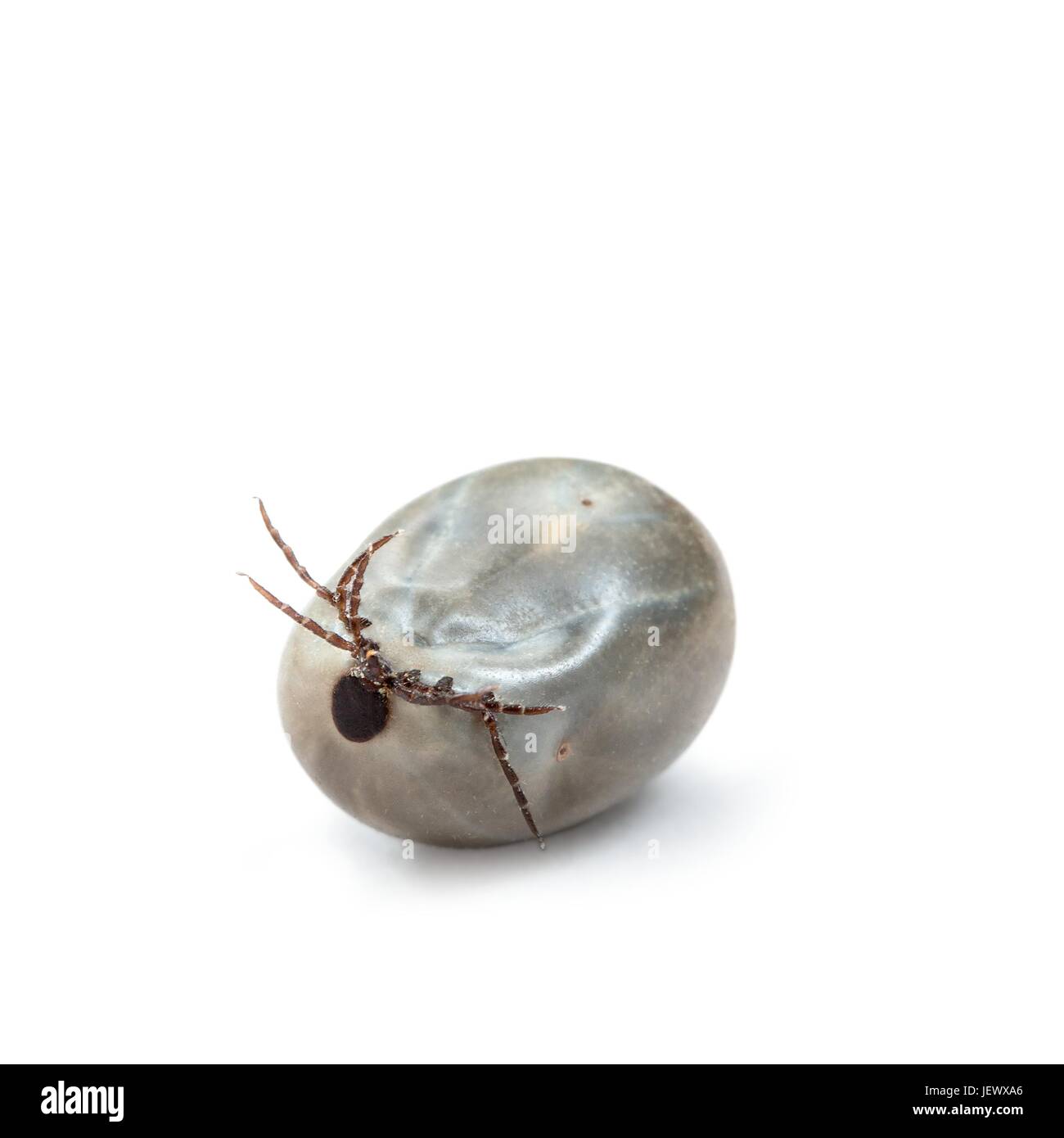 Engorged of blood Castor bean tick Stock Photo