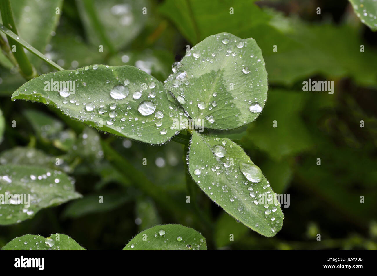 Green clover leaf with drops of water Stock Photo