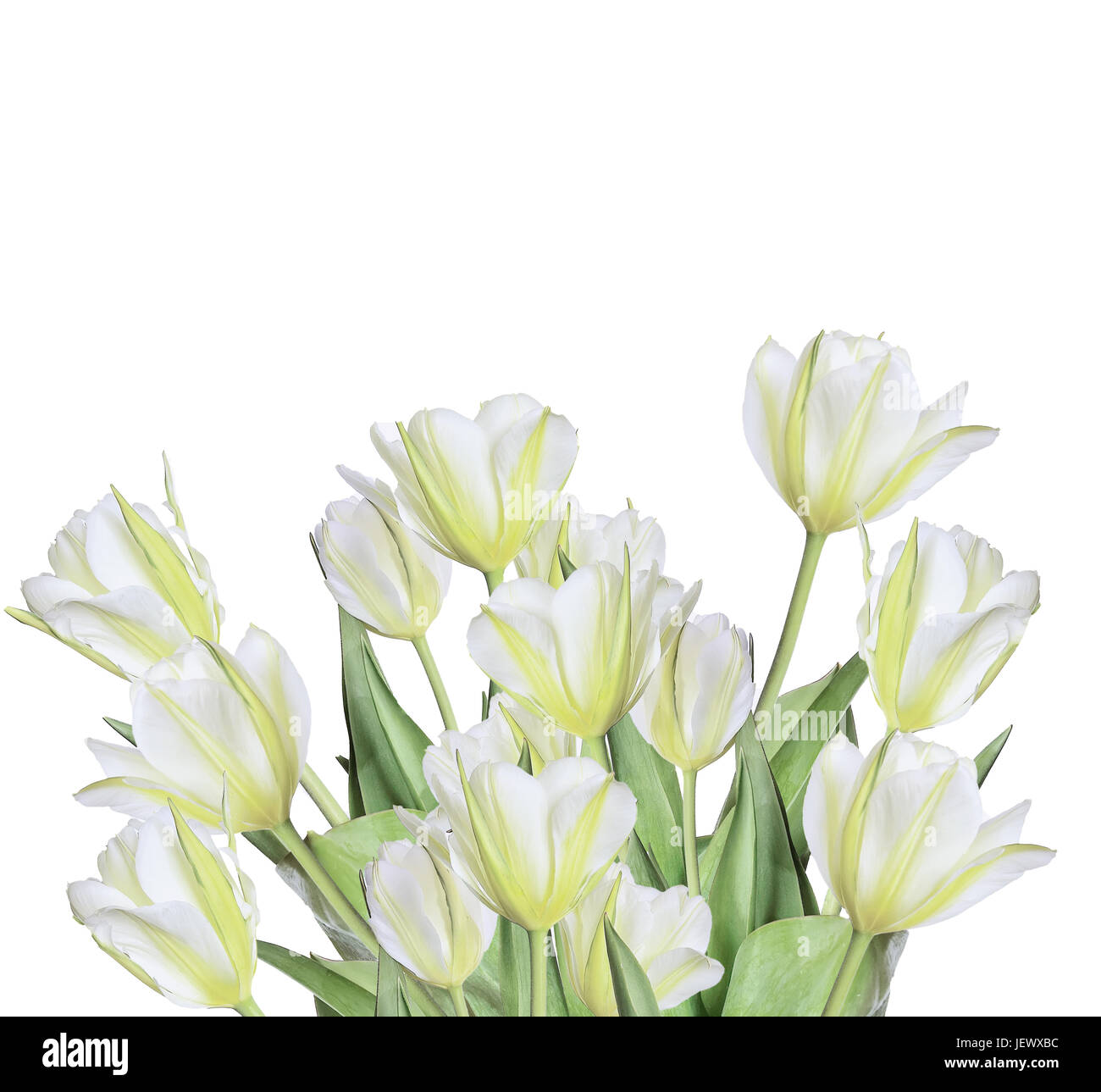Spring bouquet of white and yellow tulips Stock Photo - Alamy