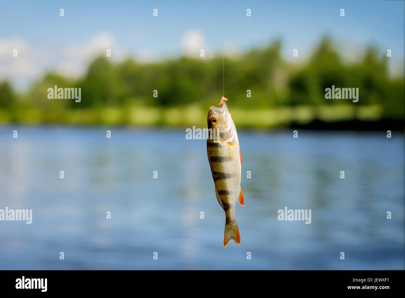 Bright beautiful caught fish of perch, hanging on hook with bait on background of natural landscape of water, sky, forests. Copy Space. Lots of place for text around Stock Photo