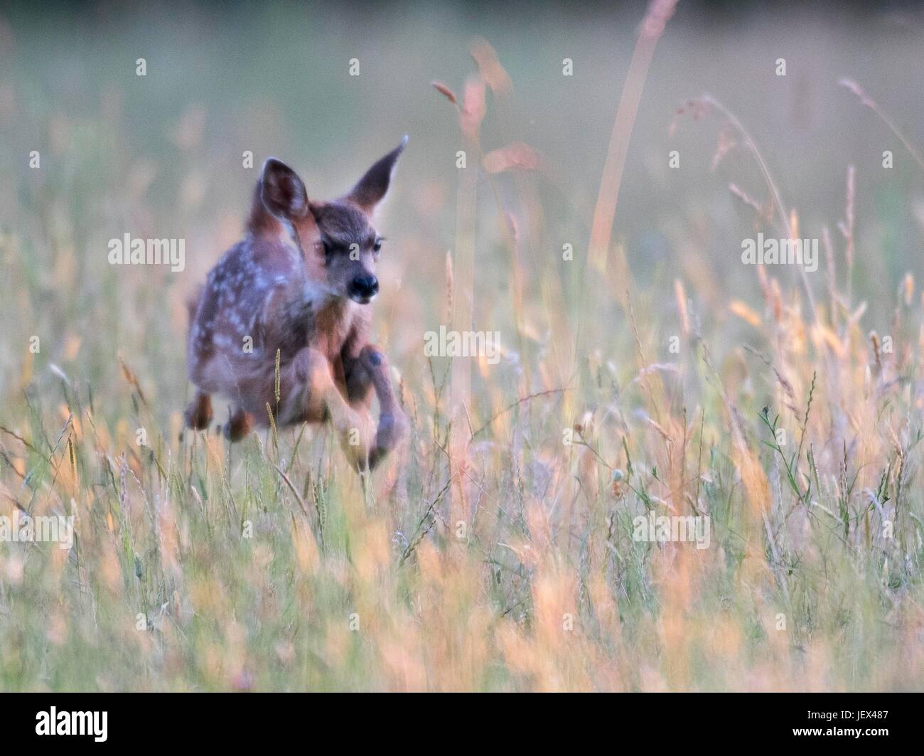 Grass growing along rural road hi-res stock photography and images - Alamy