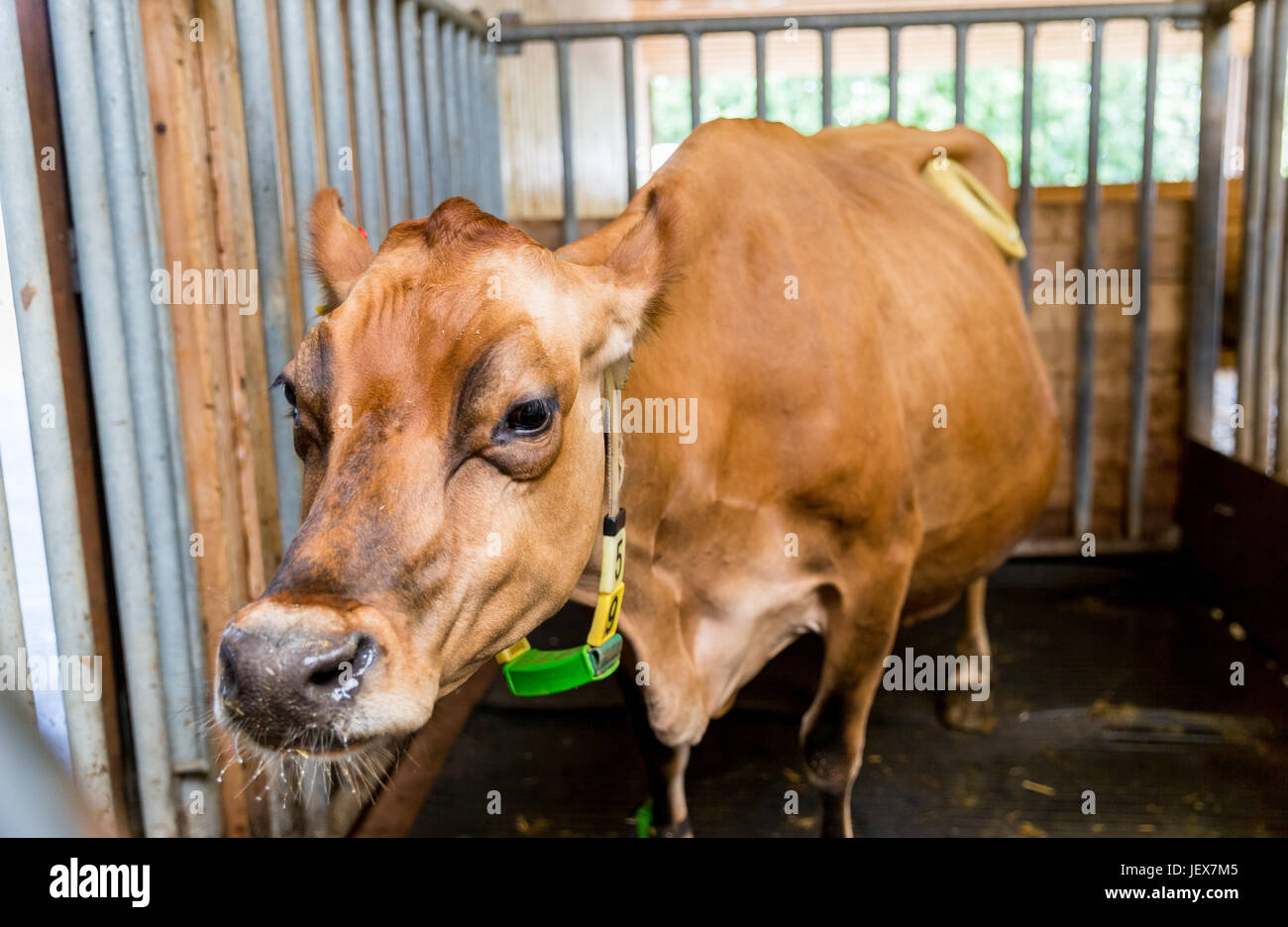 Cannulated cow hires stock photography and images Alamy