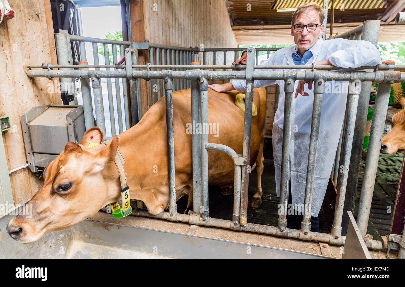 Cannulated cow hires stock photography and images Alamy