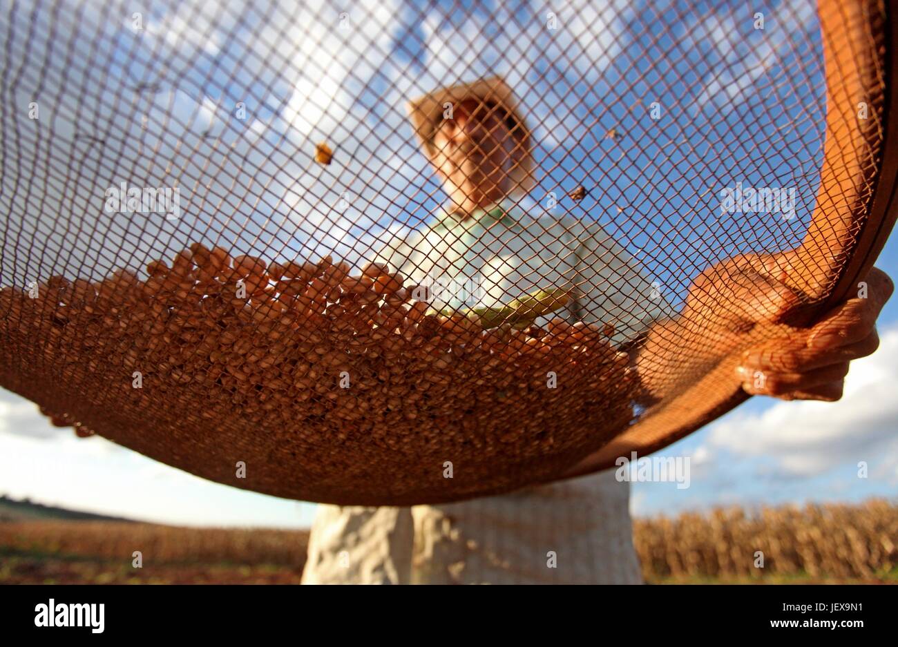CAMPO MOURÃO, PR - 27.06.2017: COLHEITA DE FEIJÃO CARIOCA - Farmers take advantage of the strong sunshine weather to harvest Rio&#39;s beans  in Campo Mourão, in the Midwest of Paraná. In the photo, farmer cleans manually using a sieve,vesting beanbeans in rural property in Campo Mourão. (Photo: Dirceu Portugal/Fotoarena) Stock Photo