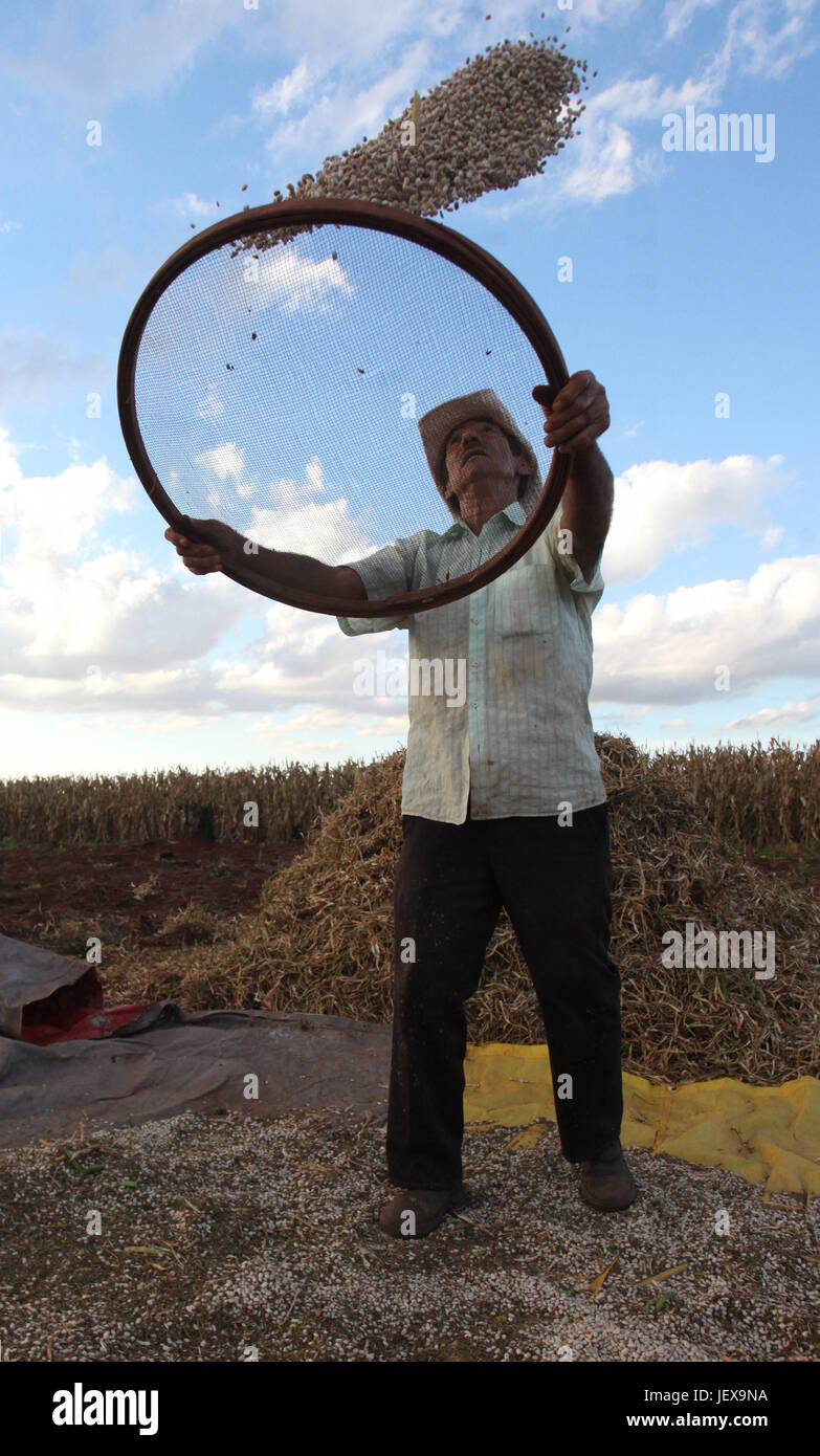 CAMPO MOURÃO, PR - 28.06.2017: COLHEITA DE FEIJÃO CARIOCA - Farmers take advantage of the strong sunshine weather to harvest Rio&#39;s beans  in Campo Mourão, in the Midwest of Paraná. In the photo, farmer cleans manually using a sieve,vesting beanbeans in rural property in Campo Mourão. (Photo: Dirceu Portugal/Fotoarena) Stock Photo
