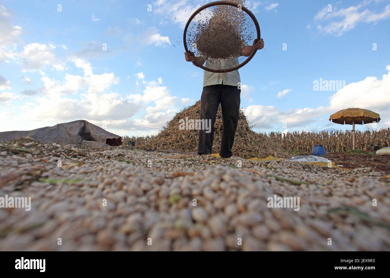 CAMPO MOURÃO, PR - 28.06.2017: COLHEITA DE FEIJÃO CARIOCA - Farmers take advantage of the strong sunshine weather to harvest Rio&#39;s beans in Campo Mourão, in the Midwest of Paraná. In the photo, farmer cleans manually using a sieve, vesting beanbeans in rural property in Campo Mourão. (Photo: Dirceu Portugal/Fotoarena) Stock Photo