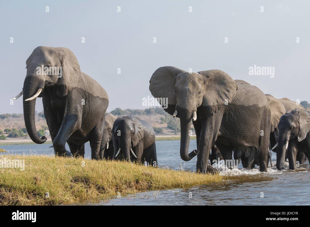 African elephant chobe national park hi-res stock photography and