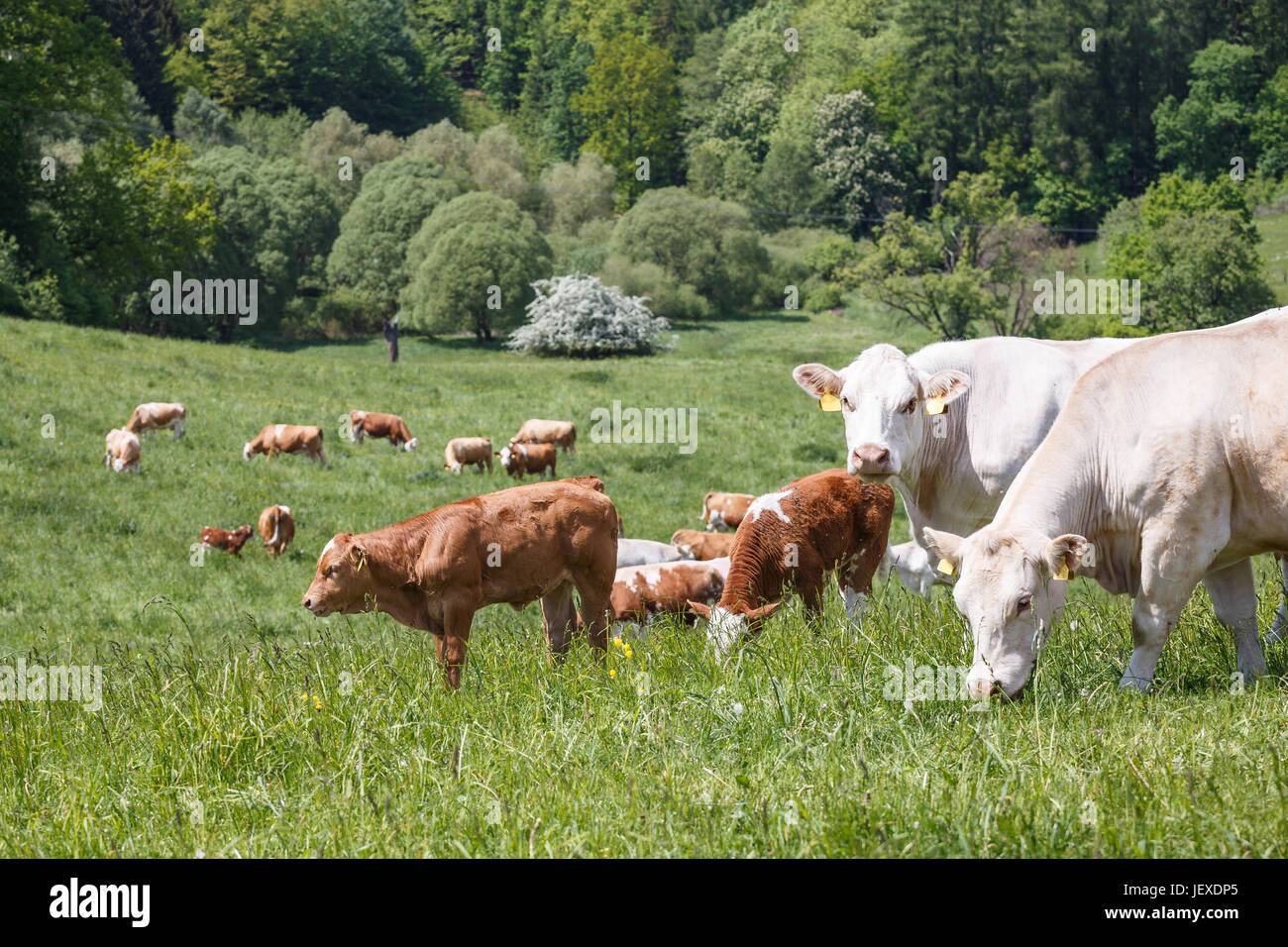 Cows and calves grazing on a spring meadow in sunny day Stock Photo - Alamy