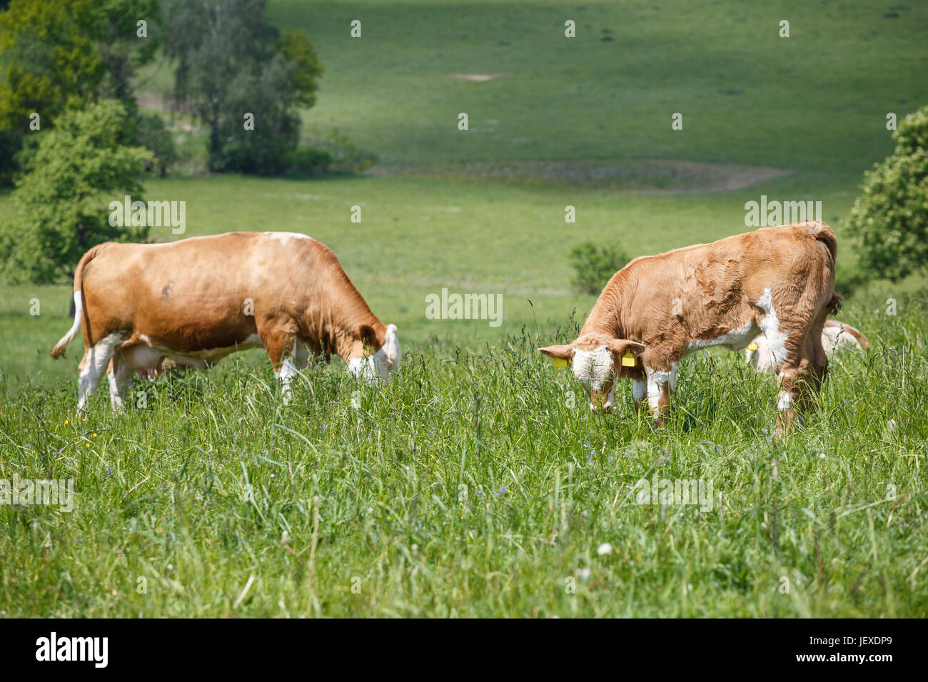 Herd of cows and calves grazing on a green meadow Stock Photo - Alamy