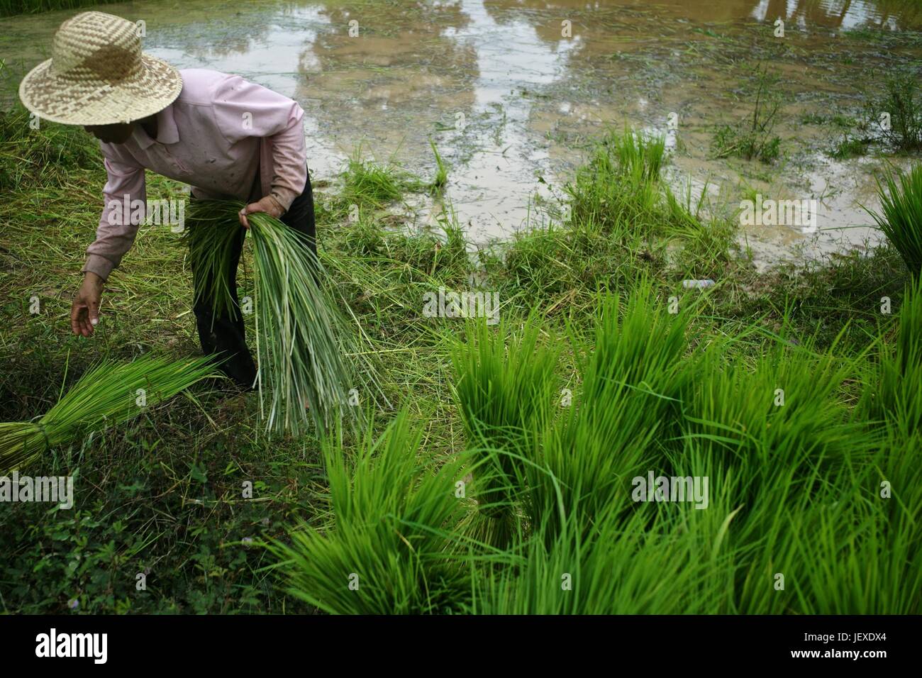 A laborer in a rice field. Stock Photo
