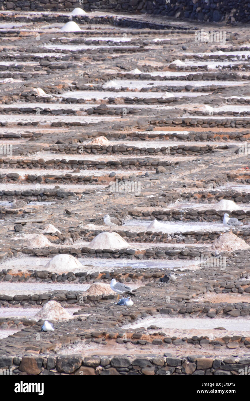 Salt flats fuerteventura hi-res stock photography and images - Alamy